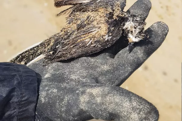 Oil Spill Response Project on the Beaches of Abbasyeish and Adloun gallery