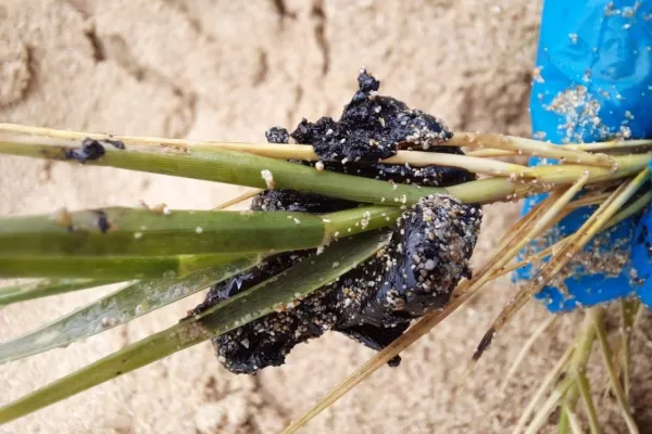 Oil Spill Response Project on the Beaches of Abbasyeish and Adloun gallery