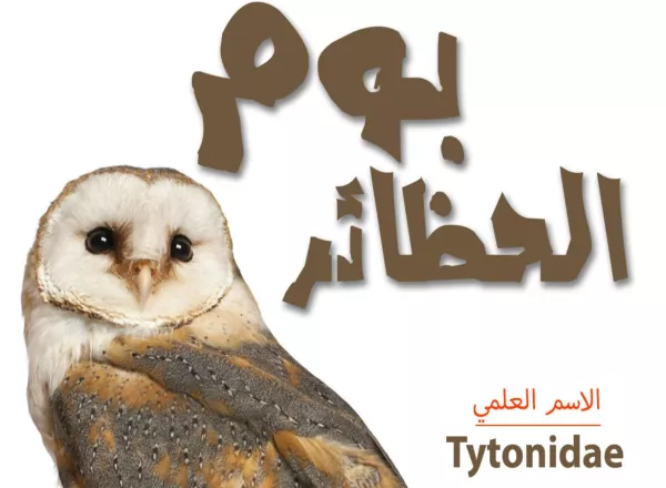 Barn Owl (Tytonidae) Infographic