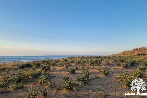Al-Abbasiya Natural Beach Reserve gallery