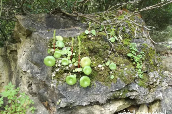 Wadi Zebqine Nature Reserve gallery