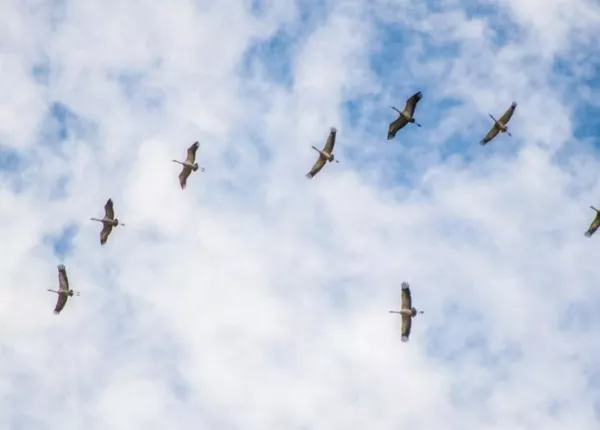 Migratory Bird Protection Project