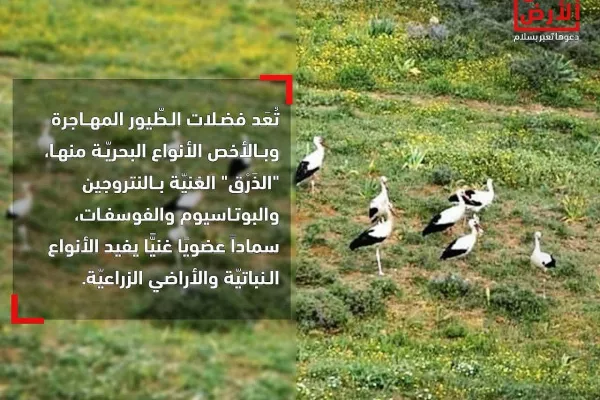 Migratory Bird Protection Project gallery