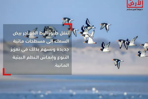 Migratory Bird Protection Project gallery