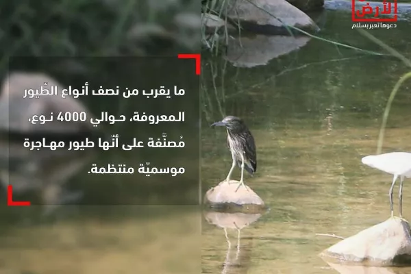 Migratory Bird Protection Project gallery