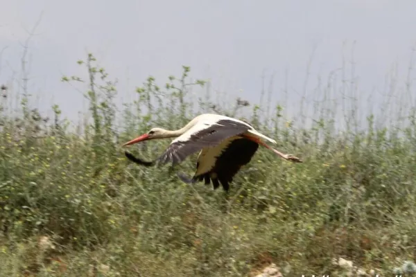 Migratory Bird Protection Project gallery