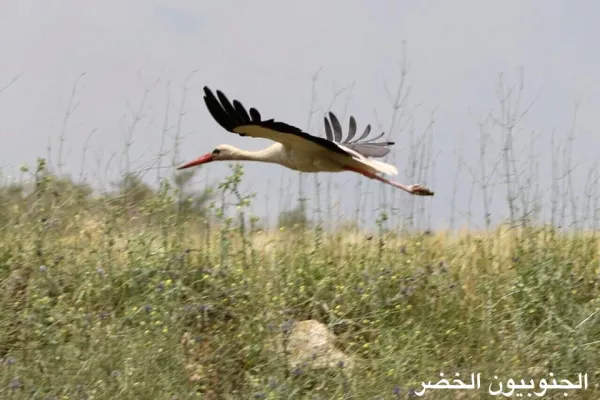 Migratory Bird Protection Project gallery