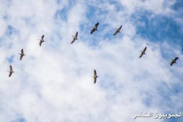 Migratory Bird Protection Project gallery