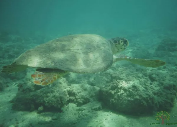 Environmental and Archaeological Significance of Adloun Beach Threatened by Marina Project