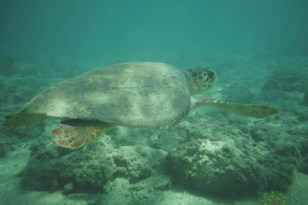 Environmental and Archaeological Significance of Adloun Beach Threatened by Marina Project gallery