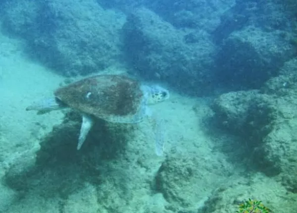 Adloun Beach Classified Among the Nine Highest-Priority Sea Turtle Nesting Sites on the Lebanese Coast