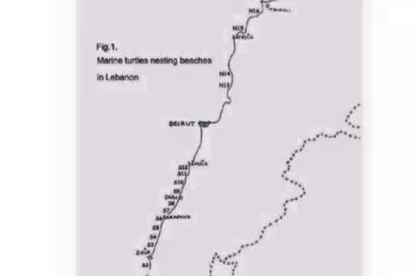 Adloun Beach Classified Among the Nine Highest-Priority Sea Turtle Nesting Sites on the Lebanese Coast gallery