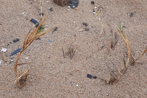 Campaign to Remove the Israeli Oil Spill on Al-Abbassiya Beach gallery