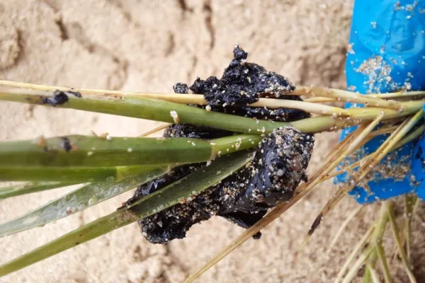 Campaign to Remove the Israeli Oil Spill on Al-Abbassiya Beach gallery