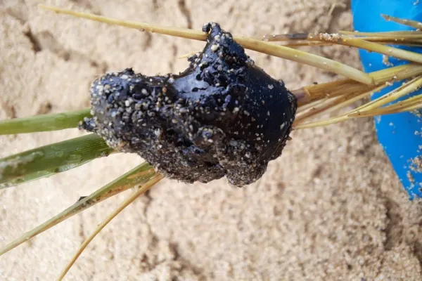 Campaign to Remove the Israeli Oil Spill on Al-Abbassiya Beach gallery