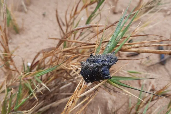 Campaign to Remove the Israeli Oil Spill on Al-Abbassiya Beach gallery