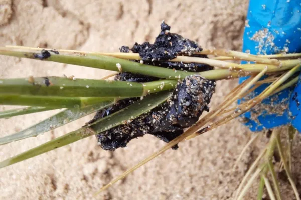 Campaign to Remove the Israeli Oil Spill on Al-Abbassiya Beach gallery