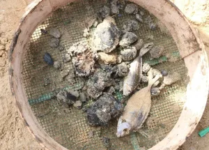 Campaign to Remove the Israeli Oil Spill on Al-Abbassiya Beach IIII