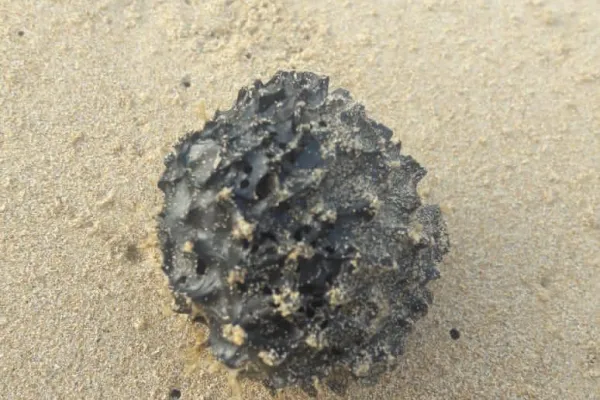 Campaign to Remove the Israeli Oil Spill on Al-Abbassiya Beach IIII gallery