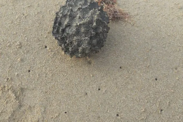 Campaign to Remove the Israeli Oil Spill on Al-Abbassiya Beach IIII gallery