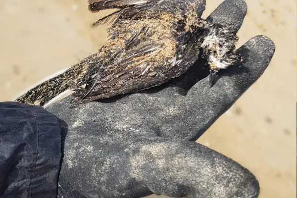 Campaign to Remove the Israeli Oil Spill on Al-Abbassiya Beach IIII gallery