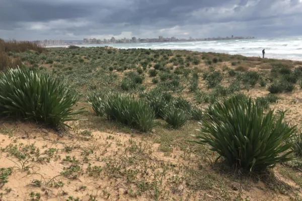 Campaign to Remove the Israeli Oil Spill on Al-Abbassiya Beach gallery