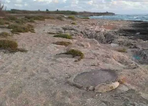 Adloun Beach: Rock-Cut Salt Pans and Basins, and a Haven for Sea Turtles