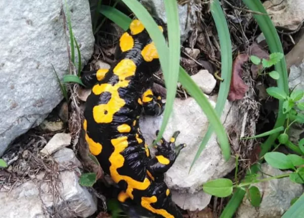 Fire Salamander
