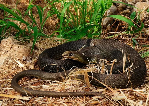 The Black Whip Snake