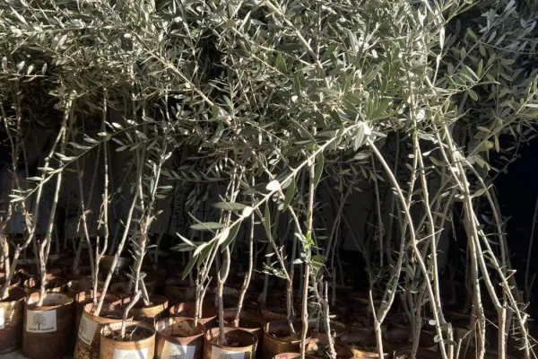 Farmers Support and Olive Groves Recovery Project in Border Villages of Southern Lebanon gallery