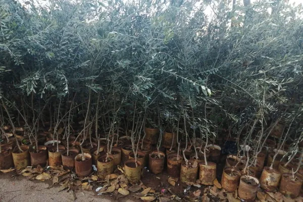 Farmers Support and Olive Groves Recovery Project in Border Villages of Southern Lebanon gallery