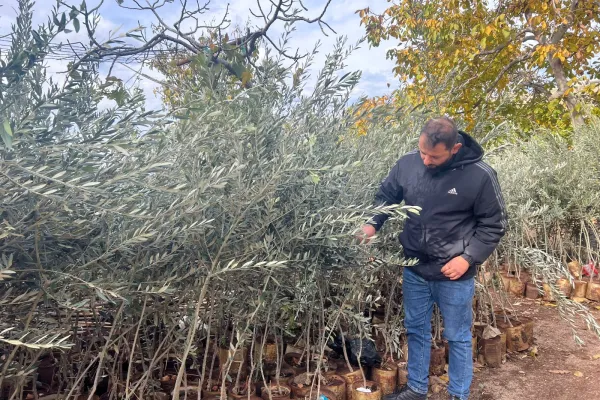 Farmers Support and Olive Groves Recovery Project in Border Villages of Southern Lebanon gallery