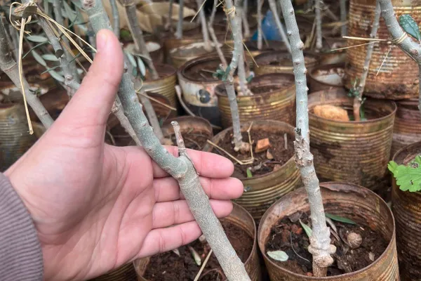 Farmers Support and Olive Groves Recovery Project in Border Villages of Southern Lebanon gallery