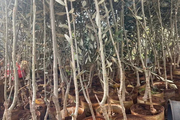 Farmers Support and Olive Groves Recovery Project in Border Villages of Southern Lebanon gallery