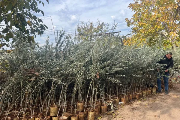 Farmers Support and Olive Groves Recovery Project in Border Villages of Southern Lebanon gallery