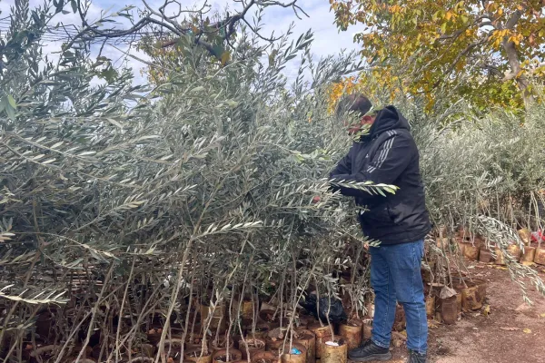 Farmers Support and Olive Groves Recovery Project in Border Villages of Southern Lebanon gallery