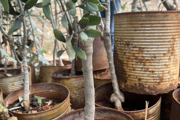 Farmers Support and Olive Groves Recovery Project in Border Villages of Southern Lebanon gallery