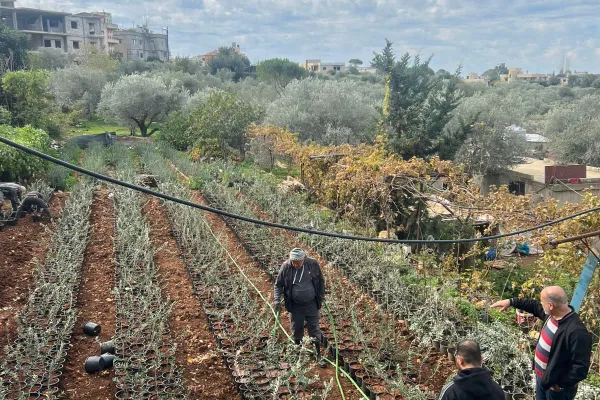 Farmers Support and Olive Groves Recovery Project in Border Villages of Southern Lebanon gallery