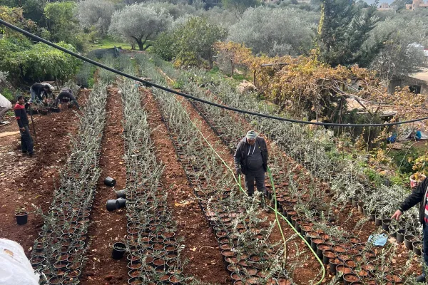 Farmers Support and Olive Groves Recovery Project in Border Villages of Southern Lebanon gallery