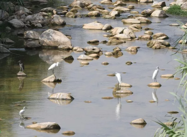 Migratory Bird Conservation