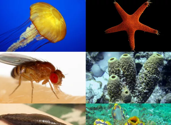 Invertebrates