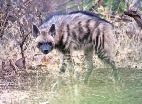 Hyenas (Hyaenidae)