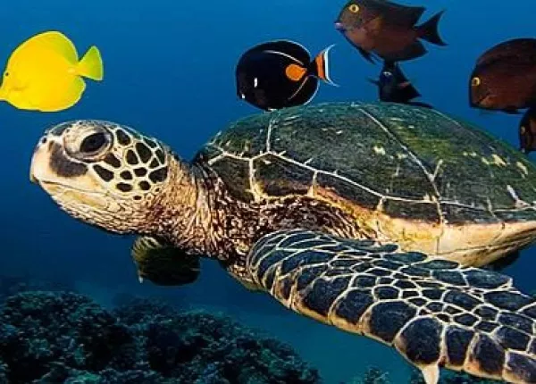 Loggerhead Turtle – Caretta Caretta