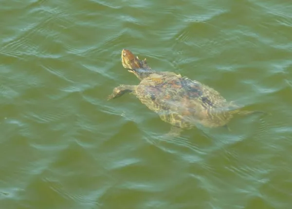 Freshwater Turtles (Terrapins)