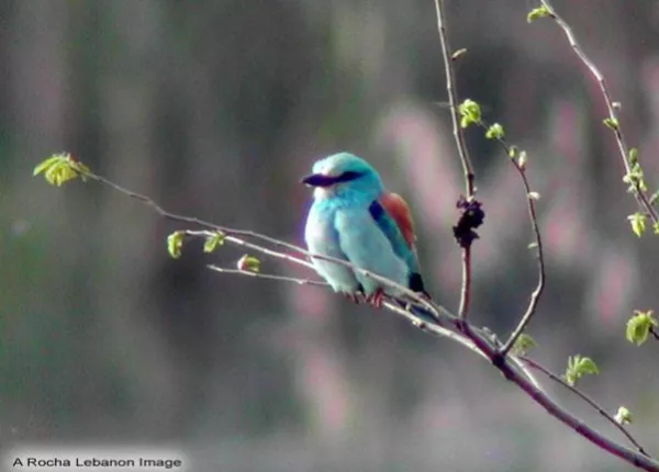 European Roller (Coracias garrulus)