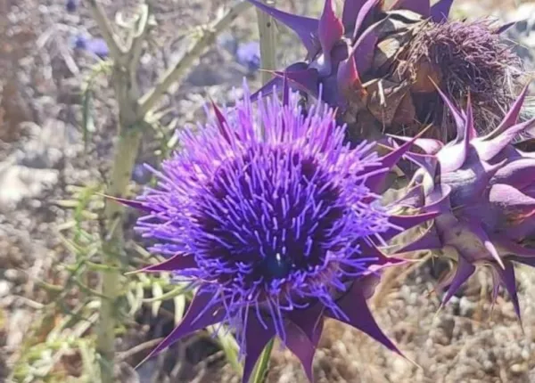 Syrian Artichoke (Cynara syriaca Boiss.)
