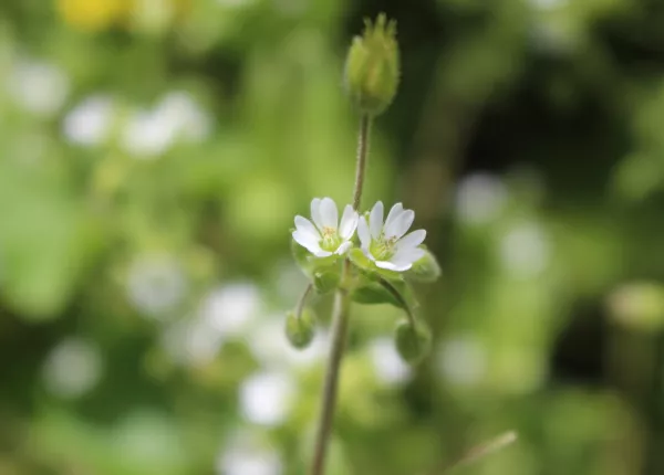 Common Chickweed (Stellaria media (L.) Vill.)