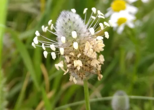 Round Headed Plantain (Plantago lagopus L.)