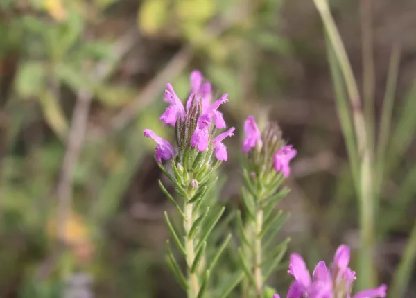 Spiked Thyme (Thymbra spicata L.)