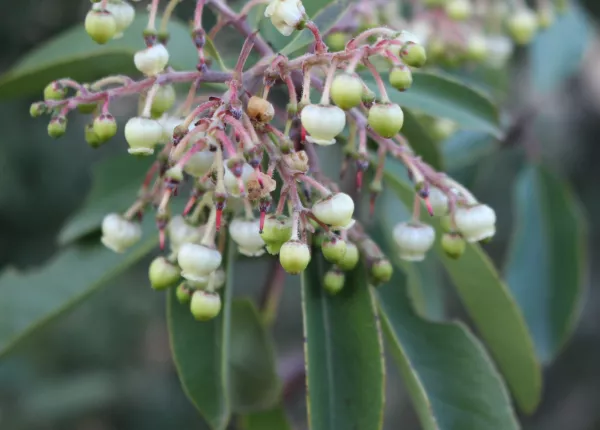 Eastern Strawberry-tree (Arbutus andrachne L.)